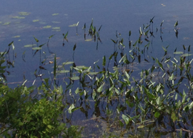 2. Ware River plant collecting